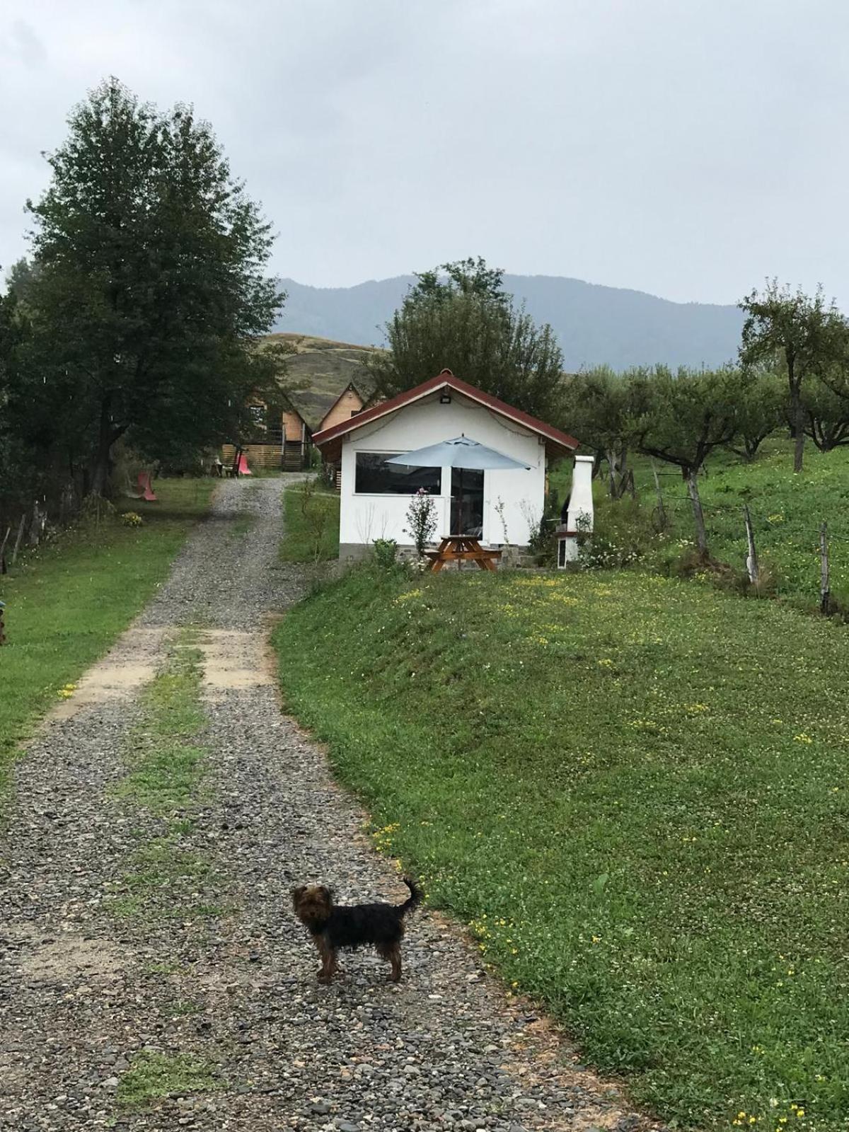 Cabanele Lu' Dinu Curtea de Argeş Екстериор снимка